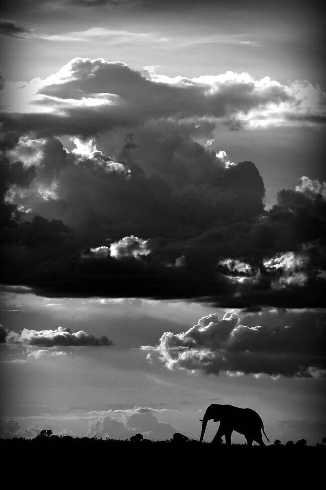 He walks under an African Sky WildPhotoArt