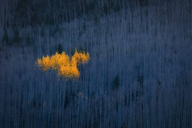 Heart of Aspens Michael Zheng