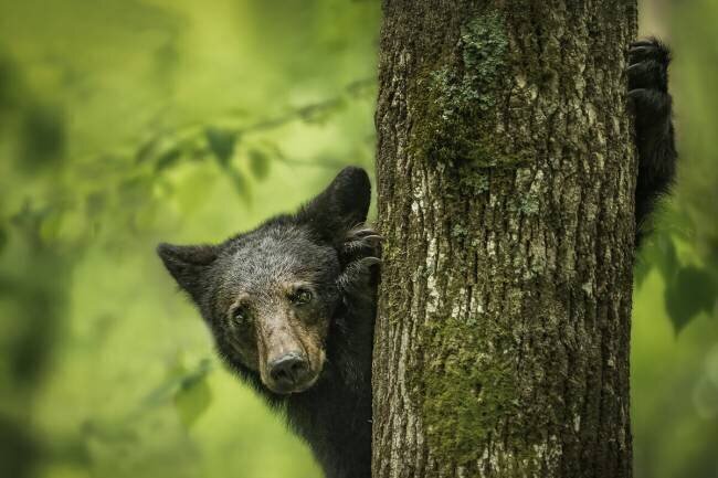 Hé, je suis là Ruijuan Liu