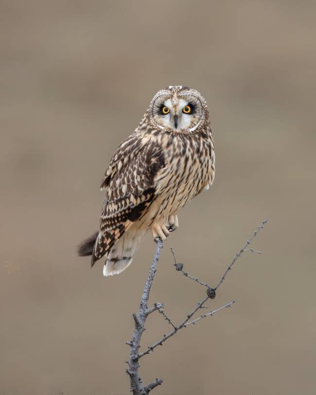 Hibou des marais Donald Luo