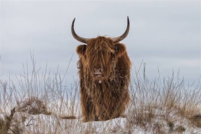 Highlander in Snow Jaap van den Houte