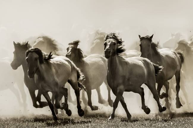 Horse Heidi Bartsch