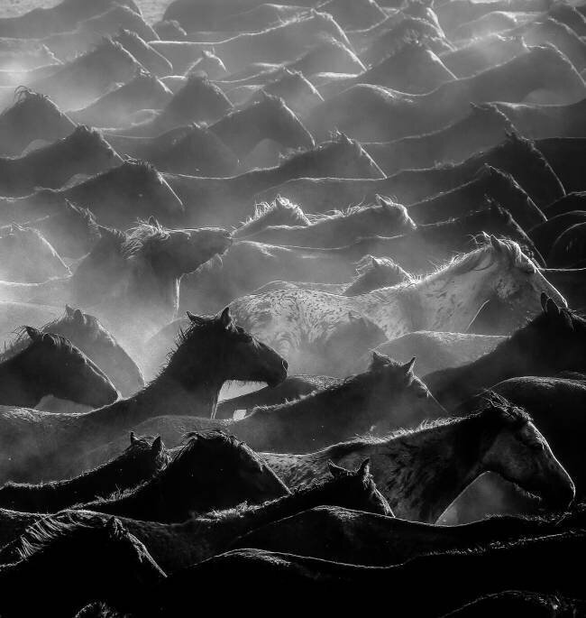 Horses Ummu Nisan Kandilcioglu