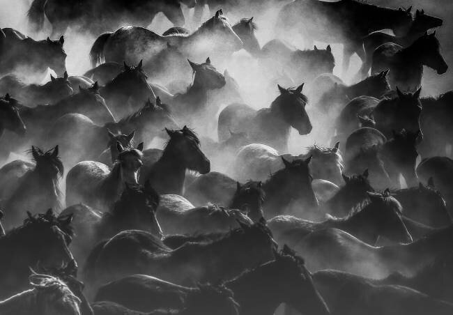 Horses Ummu Nisan Kandilcioglu