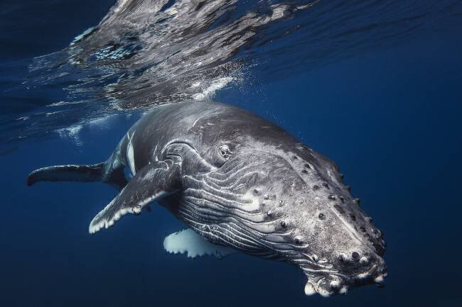 Humpback Whale Gabriel Barathieu