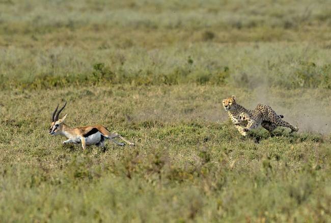 Hunting Giuseppe Damico