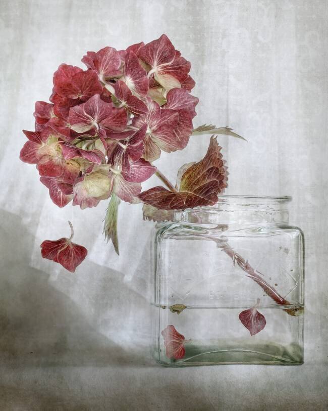 Hydrangea Mandy Disher
