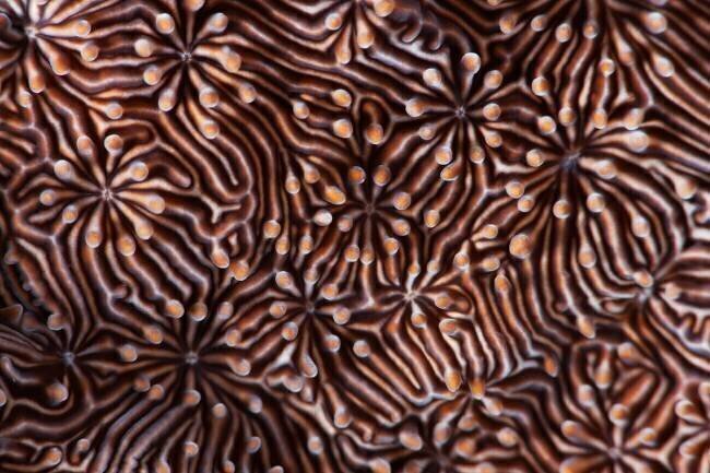Hypnotic maze Andrey Narchuk