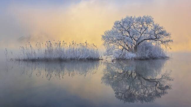 Ice tree Jaeyoun Ryu