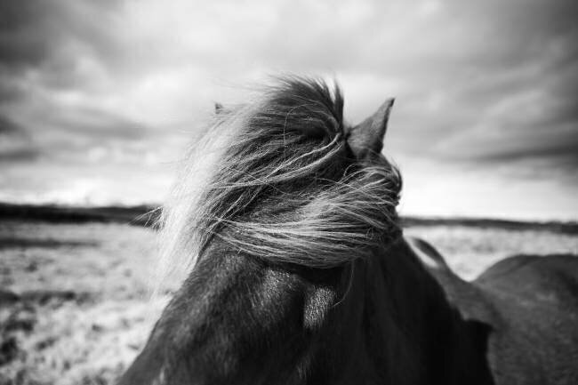 Iceland Liesbeth van der Werff