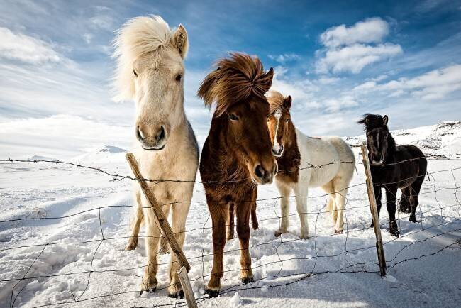 Icelandic Hair Style Mike Leske