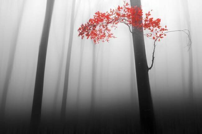 Illusion Dragisa Petrovic