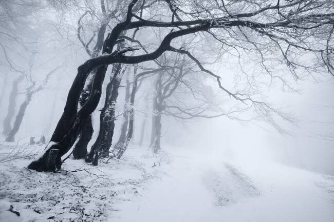 In the winter forest Daniel Řeřicha