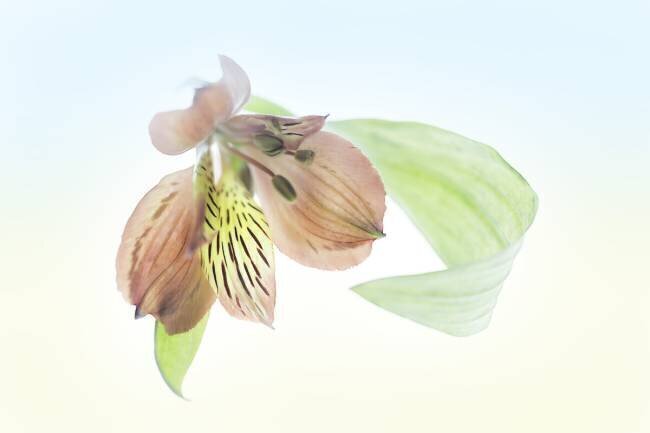 Ingenious inflorescence Greetje van Son