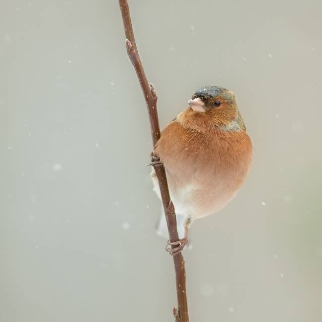 it's cold Annie Keizer