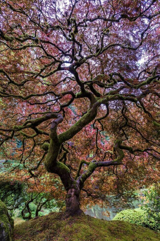 Japanese Maple Tree Mike Centioli 