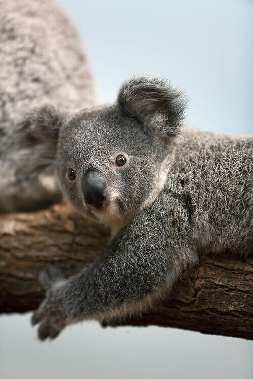 Jeune Koala Gérard Lacz