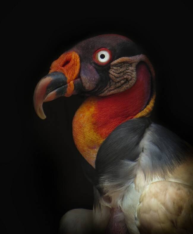 King vulture-Sarcoramphus papa Ferdinando Valverde