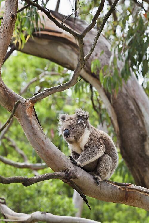 Koala au repos dans un Eucalyptus Martin Zwick