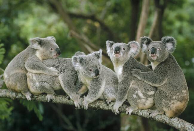 Koalas assis sur une branche Shin Yoshino