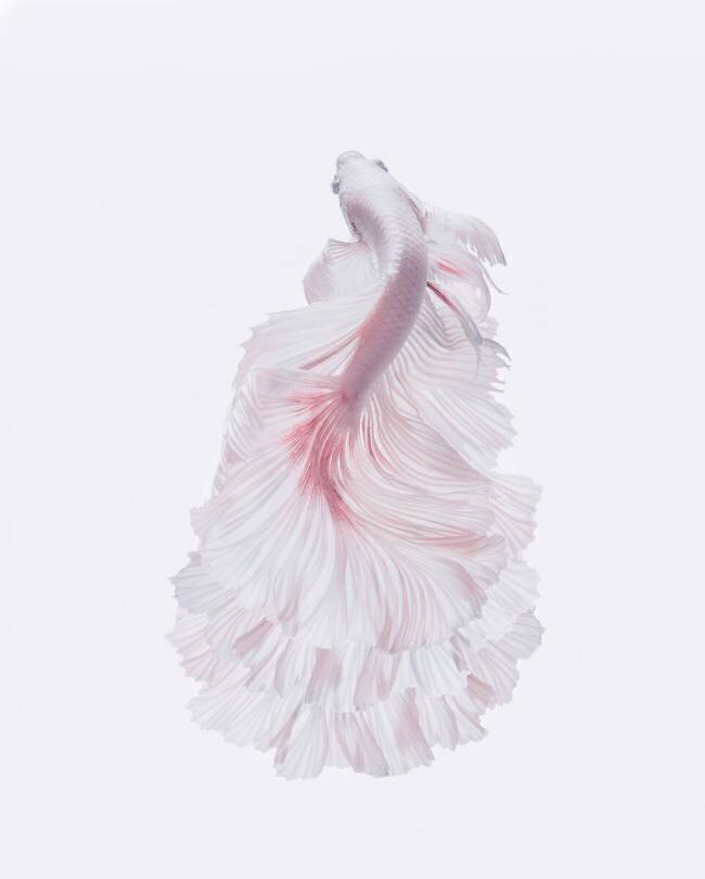 La robe blanche Andi Halil