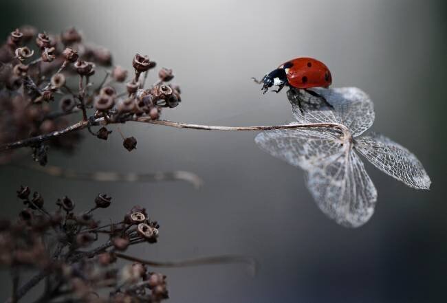 Ladybird on hydrangea Ellen van Deelen