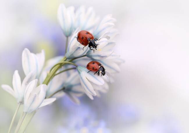 Ladybirds Ellen van Deelen