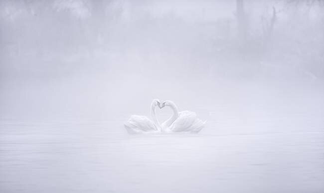L'amour dans un matin brumeux Joan Zhang