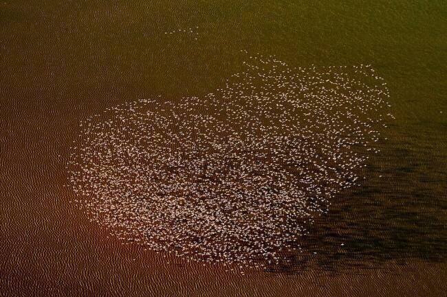 L'amour des flamants roses Peter Hudson