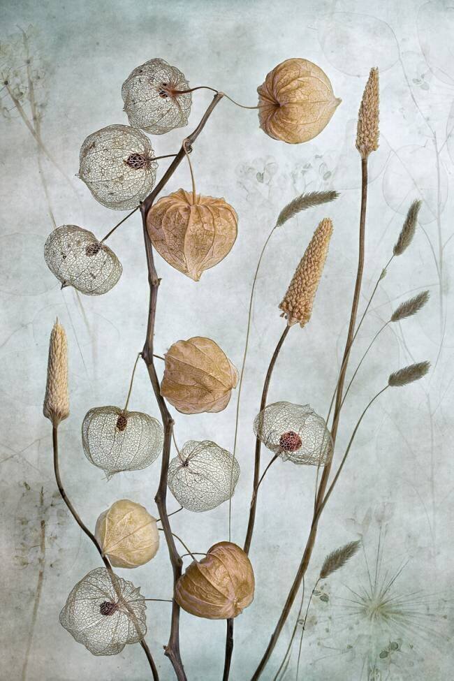 Lanterns Mandy Disher