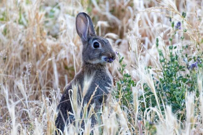 Lapin assis dans l'herbe Ramial Fahham