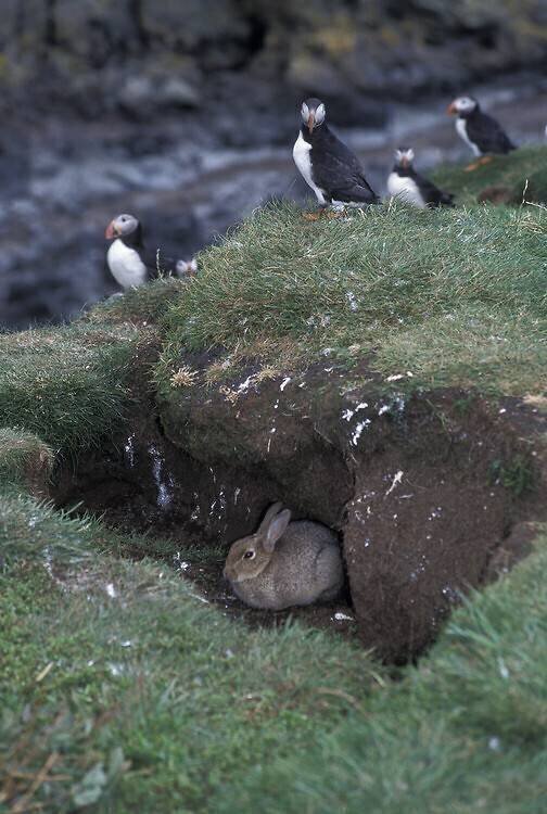 Lapin et Macareux moines sur une falaise côtière, Islande Thierry Vezon