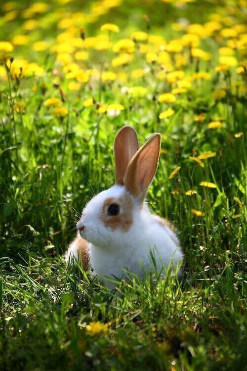 Lapin Géant Papillon Eric Guilloret