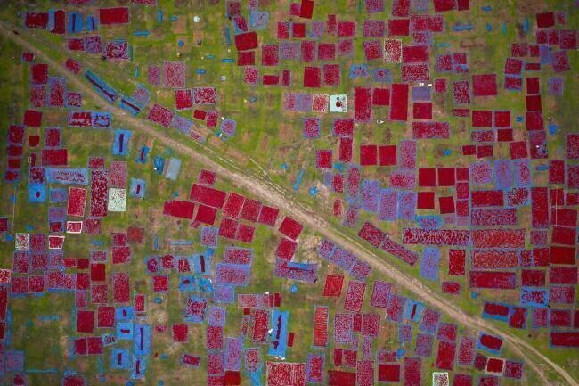 Largest red chilli field Azim Khan Ronnie