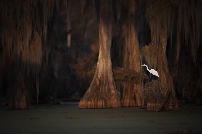 Last Light Roberto Marchegiani