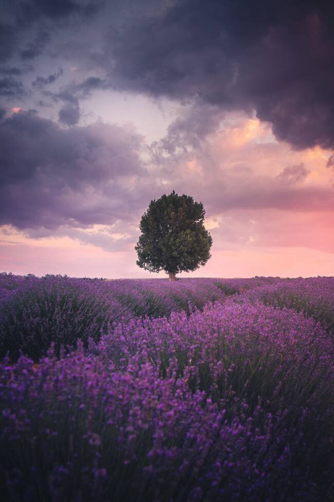 Lavender Fields, Isparta Cuma Cevik