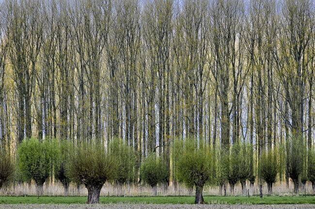 Layers Henk van Maastricht