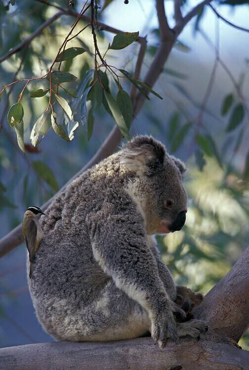 Le Méliphage et le Koala Cyril Ruoso