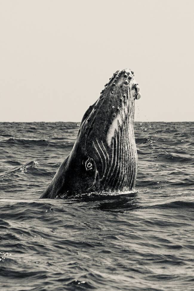 Le secret de la baleine Serge Melesan