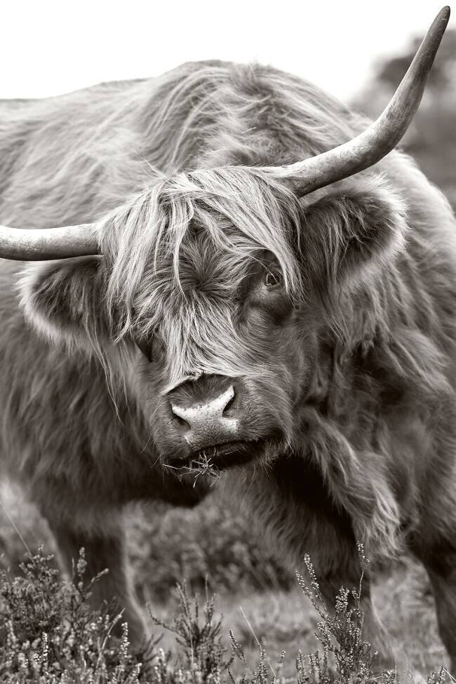 Le Taureau Jacky Parker