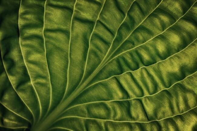 Leaf of a hosta Lotte Gronkjar