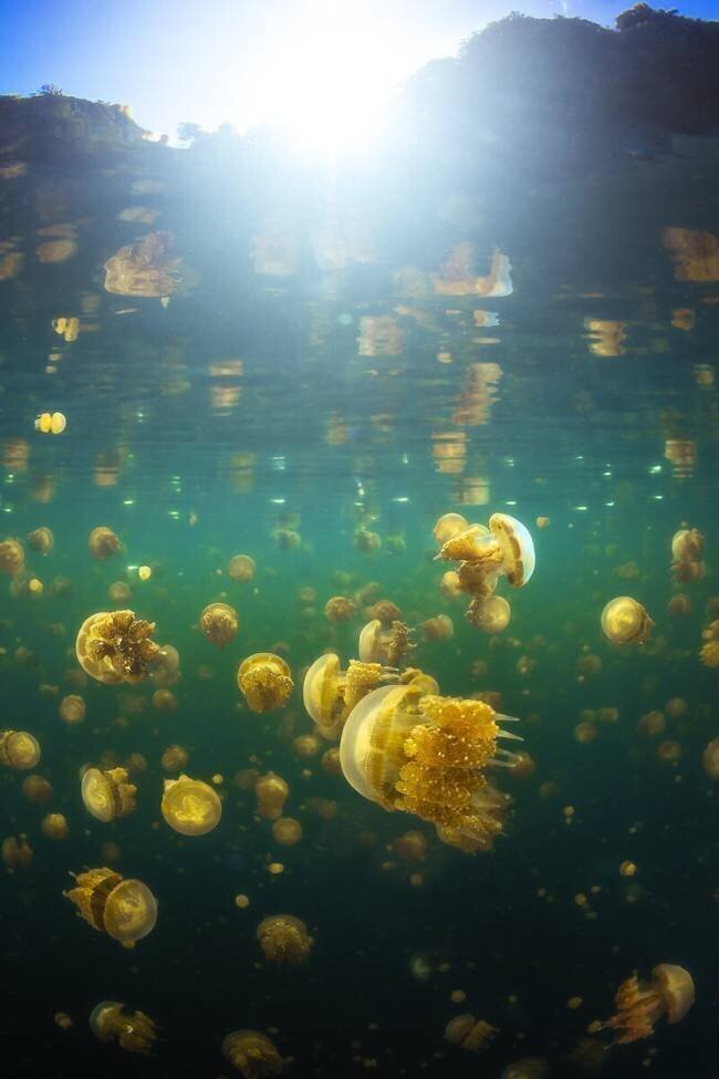 Lenmakana Jellyfish Gabriel Barathieu