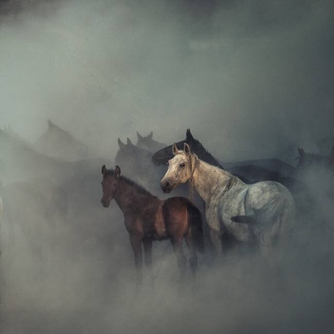 Les chevaux perdus Hüseyin Taşkın
