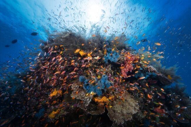 Life explosion Gabriel Barathieu