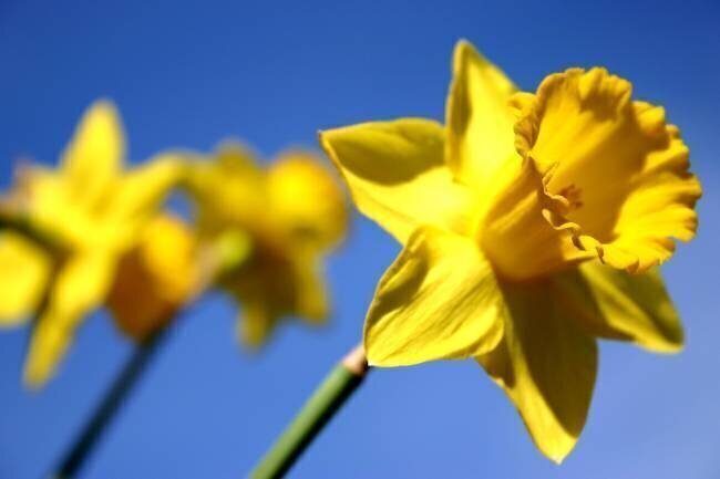Ligne de Jonquilles Sarah O'Toole