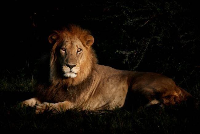 Lion mâle couché dans la savane à l'aube - Botswana Philippe-Alexandre Chevallier
