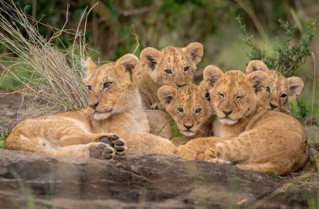 Lionceaux mignons Daniel Katz