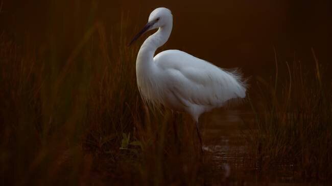 Aigrette garzette David Manusevich
