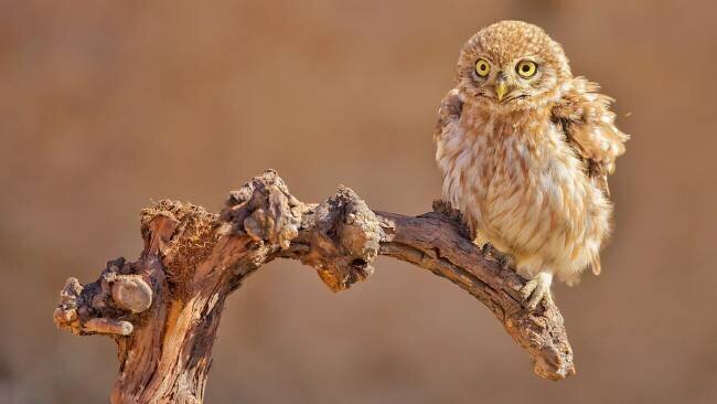Little Owl David Manusevich