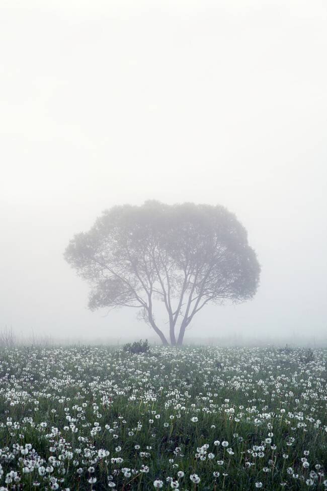 Lonely tree Dmitry Doronin